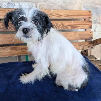 Pong -  Parson Russell Terrier and Border Terrier Dog for Adoption in Chico, California - Pong | PetCurious