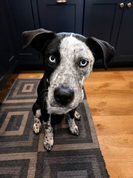 Australian Cattle Dog Blue Heeler Dogs Available for Adoption in Houston, Texas - Arlo (Kid & Family Friendly, Gentle, Loving) | PetCurious