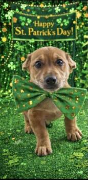 Mixed Breed Dogs Available for Adoption - Wally | PetCurious