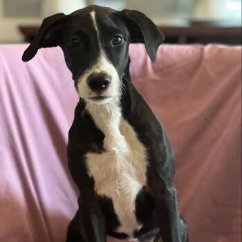 Dolly -  Mixed Breed Dog for Adoption in Munster, Indiana - Dolly | PetCurious