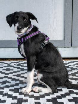 Francis -  Wirehaired Terrier Dog for Adoption in Savage, Minnesota - Francis | PetCurious