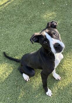 Pit Bull Terrier and Mixed Breed Dogs Available for Adoption in Newton, North Carolina - DAMIAN | PetCurious