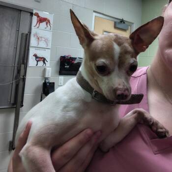 Pascal -  Chihuahua Dog for Adoption in Cedar Rapids, Iowa - Pascal | PetCurious