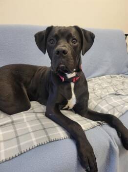 GOTHAM -  Pit Bull Terrier and Boxer Dog Available for Adoption in Fort Wayne, Indiana - GOTHAM | PetCurious