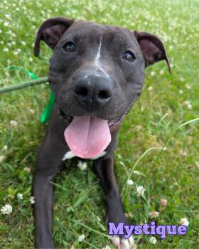 Mystique -  Pit Bull Terrier Dog for Adoption in Valparaiso, Indiana - Mystique | PetCurious