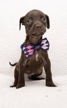 Brownie ((So Sweet) -  Boston Terrier and Miniature Poodle Dog for Adoption in Mobile, Alabama - Brownie ((So Sweet) | PetCurious