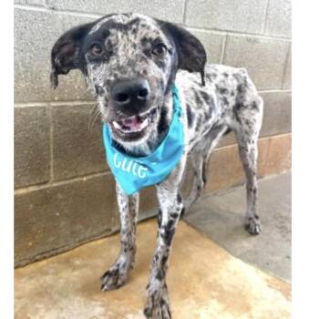 Chip -  Catahoula Leopard Dog and Mixed Breed Dog for Adoption in Baton Rouge, Louisiana - Chip | PetCurious