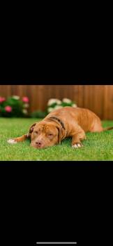 Rescue American Bully Dogs for Adoption in Philadelphia, Pennsylvania - Kane | PetCurious