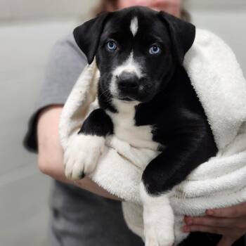 Tank -  Mixed Breed Dog for Adoption in Walker, Michigan - Tank | PetCurious