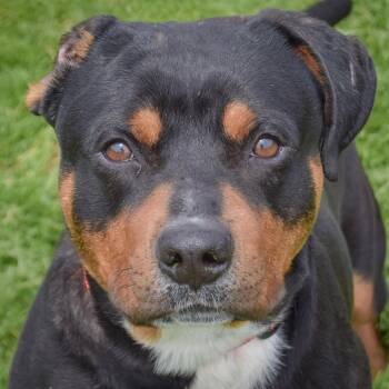Rottweiler Dogs Available for Adoption in Huntley, Illinois - Trunks | PetCurious