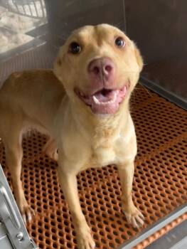 Minnow -  Mixed Breed Dog for Adoption in Henderson, North Carolina - Minnow | PetCurious