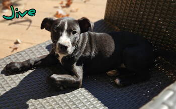 Rescue Pointer Dogs for Adoption in Holbrook, New York - JIVE | PetCurious