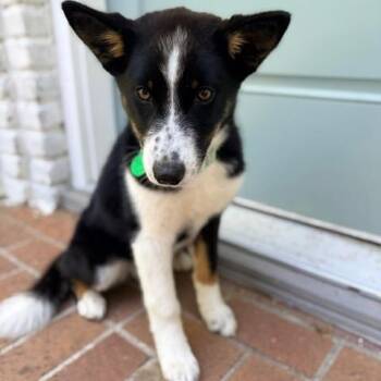 Cheeseburger -  Mixed Breed Dog for Adoption in Buffalo, Minnesota - Cheeseburger | PetCurious