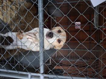Great Pyrenees and Labrador Retriever Dogs Available for Adoption - Pixel | PetCurious
