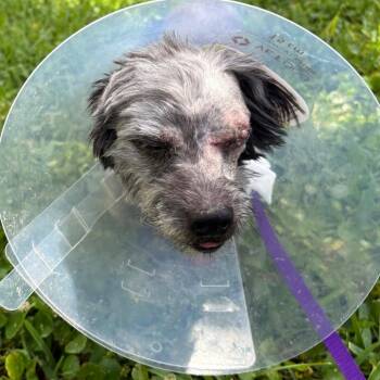 Poodle Dogs Available for Adoption in West Palm Beach, Florida - Astroid | PetCurious