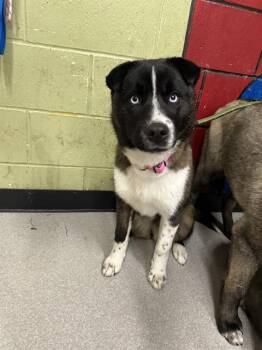 Siberian Husky Dogs Available for Adoption - POTATO | PetCurious