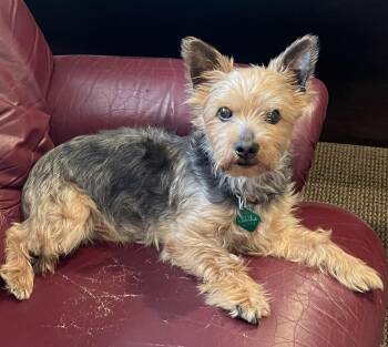 Oliver -  Yorkshire Terrier Dog for Adoption in Oxford, Michigan - Oliver | PetCurious