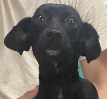 Dachshund Dogs Available for Adoption in Swainsboro, Georgia - Madison | PetCurious
