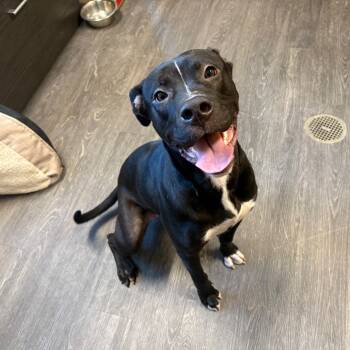Lola -  Pit Bull Terrier and Mixed Breed Dog for Adoption in Webster, Texas - Lola | PetCurious