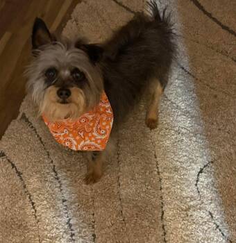 Yorkshire Terrier Dogs Available for Adoption in Bloomington, Illinois - Neo | PetCurious