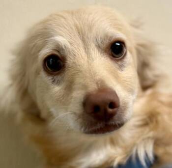 Butters -  Spaniel and Chihuahua Dog for Adoption in Walnut Creek, California - Butters | PetCurious