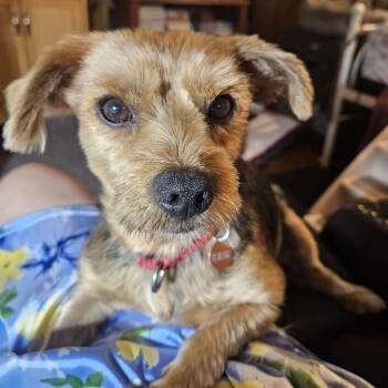 Rescue Yorkshire Terrier Dogs for Adoption in Fargo, North Dakota - Vigo | PetCurious