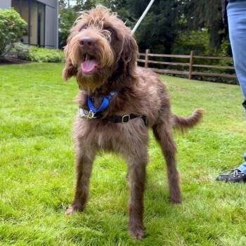 Lucinda -  Labrador Retriever and Poodle Dog for Adoption in Woodinville, Washington - Lucinda | PetCurious