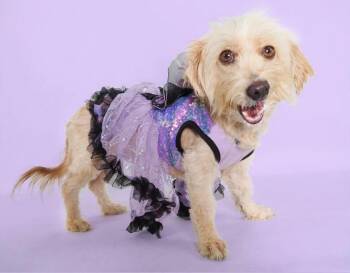 Mariposa -  Terrier and Shih Tzu Dog for Adoption in Phoenix, Arizona - Mariposa | PetCurious
