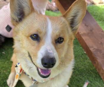 Perry -  Corgi Dog for Adoption in San Ramon, California - Perry | PetCurious
