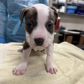 Pit Bull Terrier and Mixed Breed Dogs Available for Adoption in Kansas City, Missouri - Billie Eilish | PetCurious