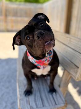 Onxy -  American Bulldog Dog for Adoption in Muskegon, Michigan - Onxy | PetCurious
