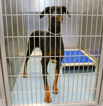 Doberman Pinscher Dogs Available for Adoption - RUBY | PetCurious