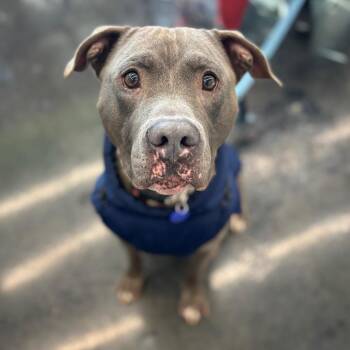 Kelso -  American Staffordshire Terrier and Mixed Breed Dog for Adoption in St. Peters, Missouri - Kelso | PetCurious