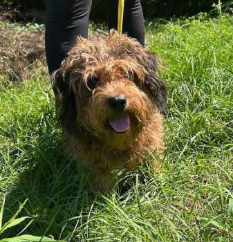 260664  Xero -  Lhasa Apso and Terrier Dog for Adoption in Wetumpka, Alabama - 260664  Xero | PetCurious