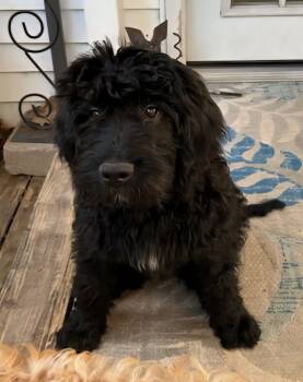 Rescue Labrador Retriever and Poodle Dogs for Adoption in Ballwin, Missouri - Jet | PetCurious