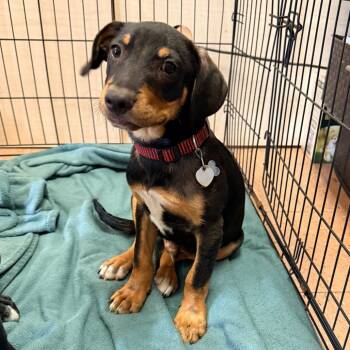 Shane -  Mixed Breed Dog for Adoption in Buffalo, Minnesota - Shane | PetCurious