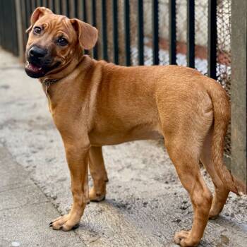 Rescue Mixed Breed Dogs for Adoption in San Francisco, California - Fuego | PetCurious