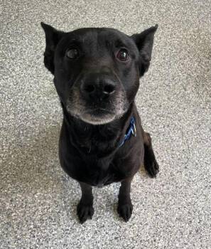 German Shepherd Dog and Labrador Retriever Dogs Available for Adoption in Jackson, Michigan - Moose | PetCurious