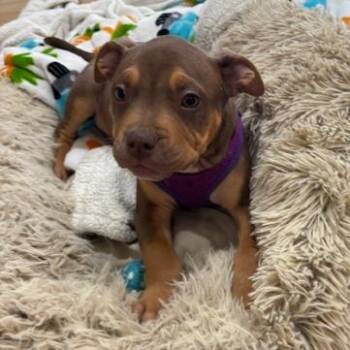 Roscoe D70514 -  Terrier and Mixed Breed Dog for Adoption in Minnetonka, Minnesota - Roscoe D70514 | PetCurious