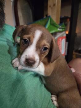 Lucinda (26-144 D) -  Mixed Breed Dog for Adoption in Lansing, Michigan - Lucinda (26-144 D) | PetCurious