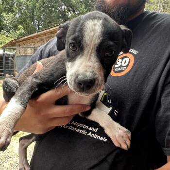 JULIA -  American Staffordshire Terrier and Cattle Dog Dog for Adoption in Richmond, California - JULIA | PetCurious