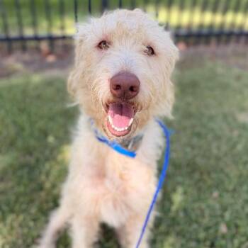 Shaggy -  Labradoodle Dog for Adoption in Eastford, Connecticut - Shaggy | PetCurious