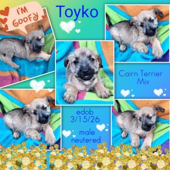Yorkshire Terrier and Australian Terrier Dogs Available for Adoption in Missouri City, Texas - Toyko WA14423-T LOCAL Adoption Event In Bellevue 5-24 | PetCurious