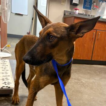 Rescue Mixed Breed Dogs for Adoption in Yuma, Arizona - Yuma | PetCurious