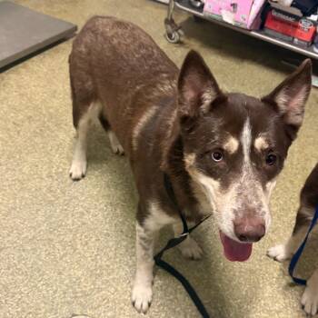 IVHS-Stray-144200 -  Husky Dog for Adoption in San Gabriel, California - IVHS-Stray-144200 | PetCurious