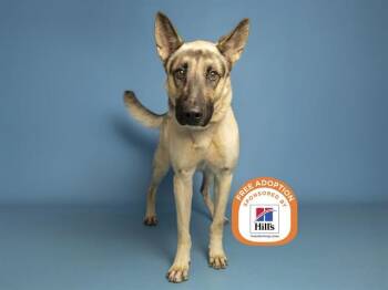 BRUCE -  German Shepherd Dog Dog for Adoption in Phoenix, Arizona - BRUCE | PetCurious