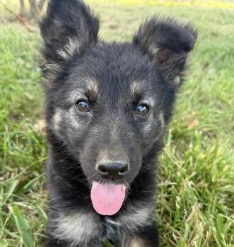 German Shepherd Dog Dogs Available for Adoption in Davis, California - April | PetCurious