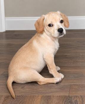 Rebel -  Mixed Breed Dog for Adoption in Toledo, Ohio - Rebel | PetCurious