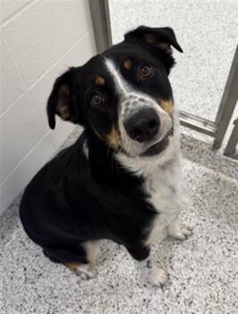 OZZY -  Australian Shepherd and Australian Cattle Dog Blue Heeler Dog Available for Adoption in Canfield, Ohio - OZZY | PetCurious