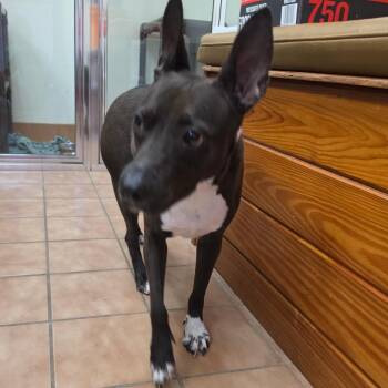 Sophie -  Terrier and Mixed Breed Dog for Adoption in Melrose, Florida - Sophie | PetCurious